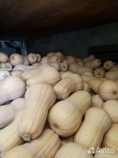 Тыква матильда