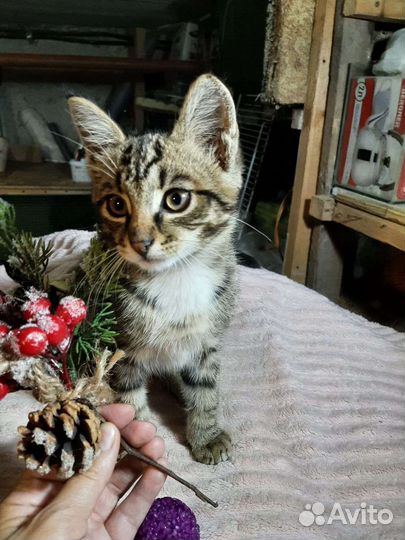 Котенок мальчик ищет дом. Ласковый малыш