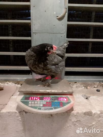 Куры молодки несушки