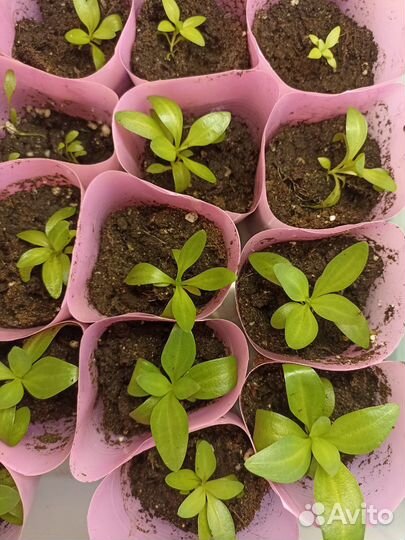 Эустома рассада