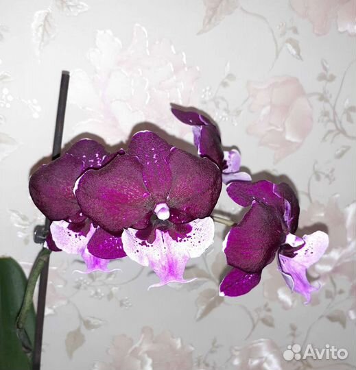 Орхидея Hot Kiss