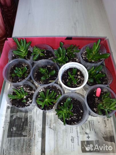 Черенки растения Красула хоббит денежного дерева