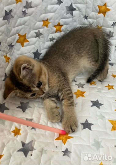 Котенок шатландская золотая шиншилла