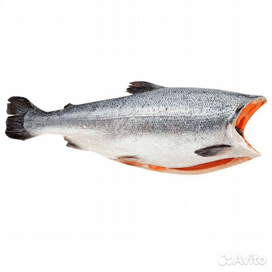 Серебряный лосось (Кижуч)