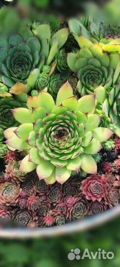 Молодило (каменная роза, живучка) почвопокровник