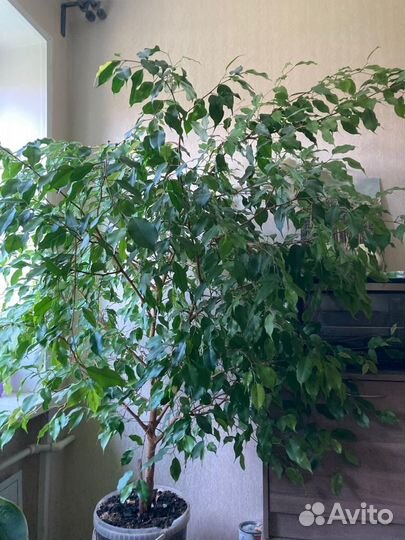 Фикус бенджамина большой красивый