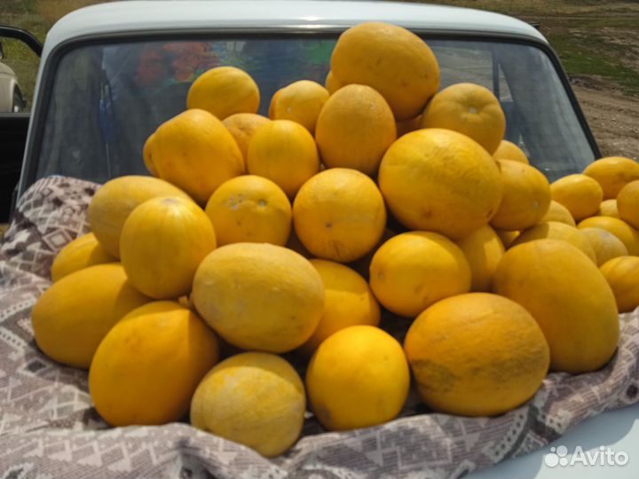 Дыня. Сорт Ранняя