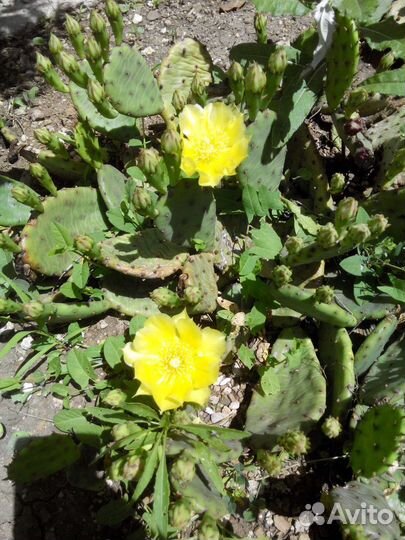 Морозостойкая опунция