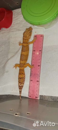 Эублефар самец и самка