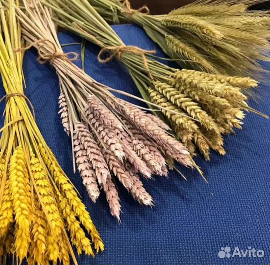 Пшеница овес сухоцвет декор букет цветы