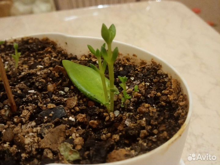 Кактусы и суккуленты