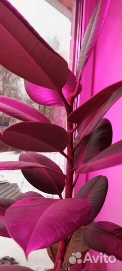 Фикус с 5литровым горшком