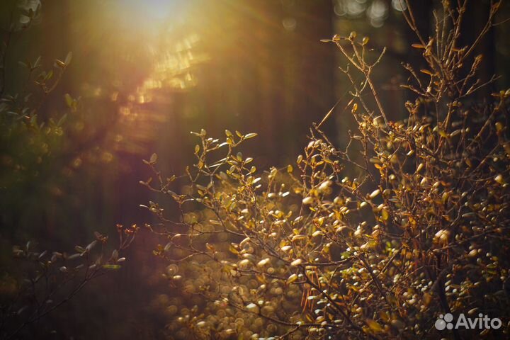 Объектив Юпитер 8