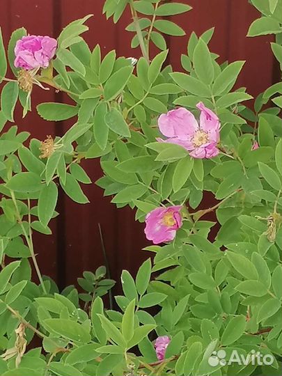 Шиповник саженцы