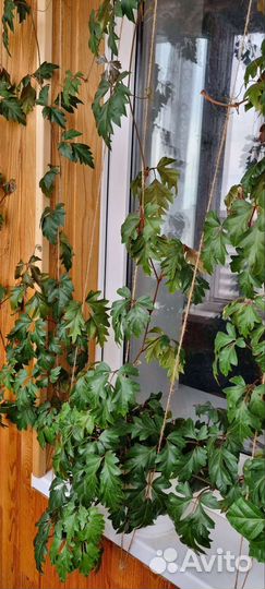 Циссус березка