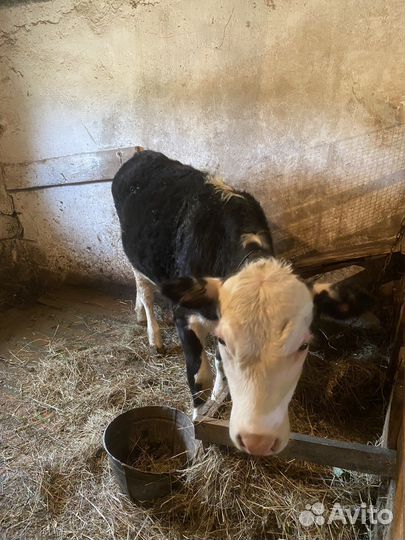 Телки 9 месяцев