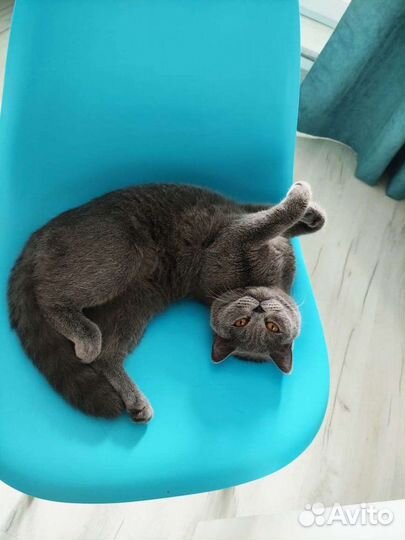 Индивидуальная передержка кошек и котов