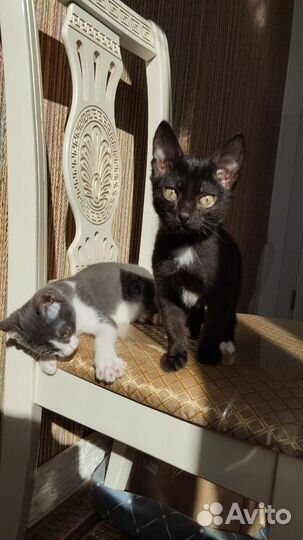 Котятки мышеловы