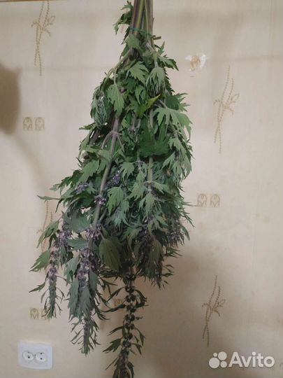 Пустырник трава с цветом