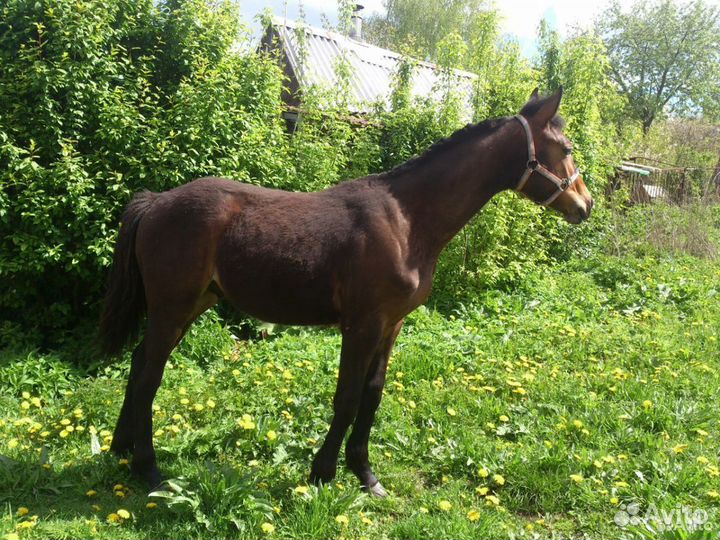 Продам кобылку