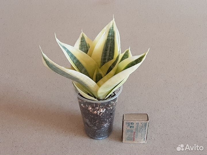 Сортовые сансевиерии