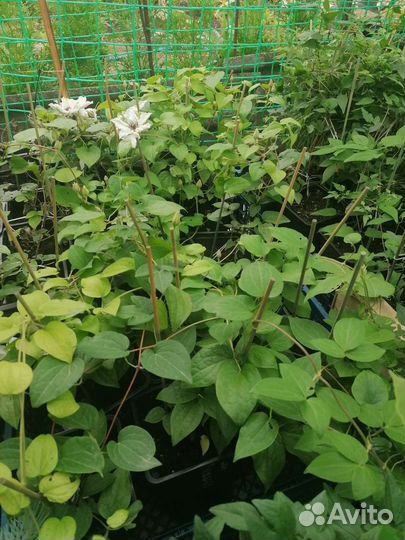 Клематисы Люкс