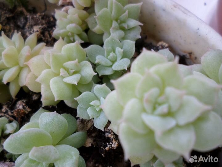 Суккуленты,эчиверии