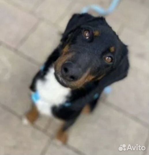 Собака в добрые руки