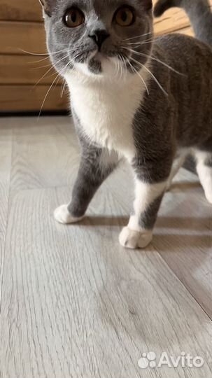 Британский кот