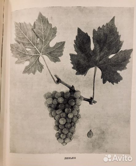 Краткая ампелография северных районов виноградарст