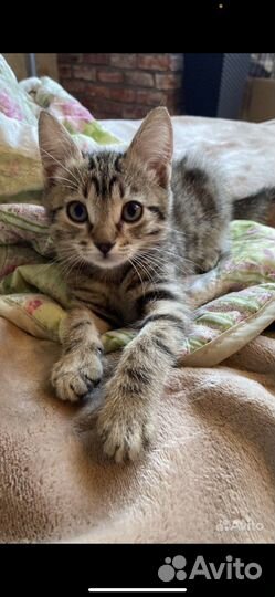 Котенок мальчик бесплатно