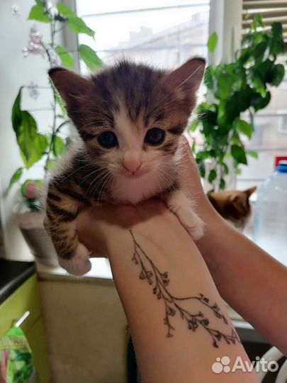 Котёнок