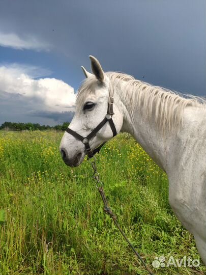 Конский навоз