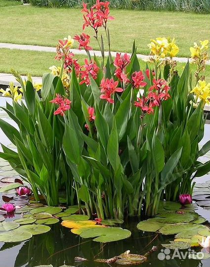 Растения для пруда