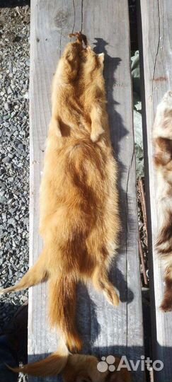 Шкуры выделанные лисы, писца и еще когото)