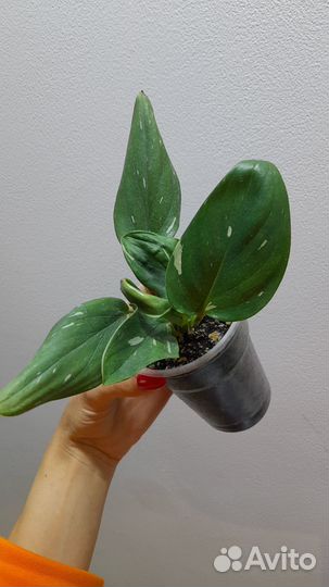 Филодендрон