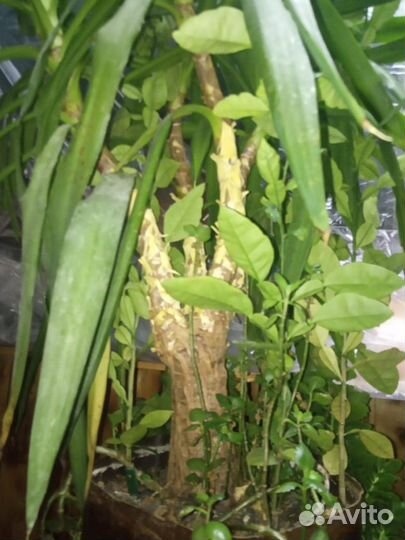 Юкка. Большой цветок ищет нового хозяина