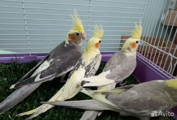 Попугай корелла птенцы