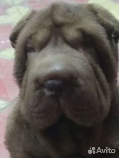 Шарпей вязка