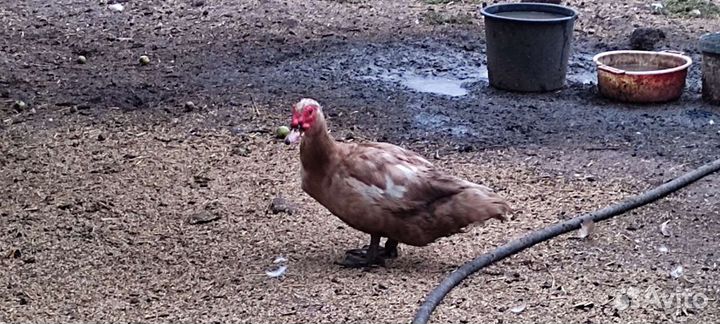 Утки шипуны