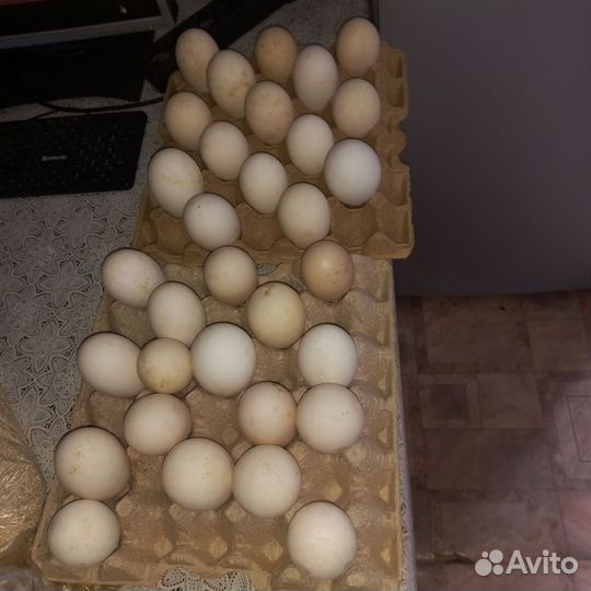 Яйца для инкубации