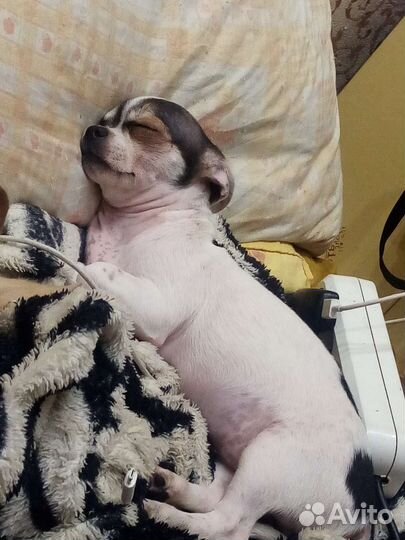 Щенки чихуахуа