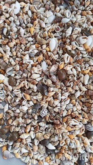 Ракушки мелкие для эпоксидной смолы от 100 гр