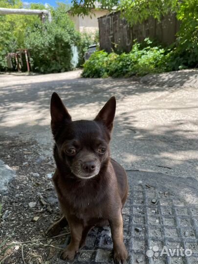 Вязка кобель чихуахуа стандарт