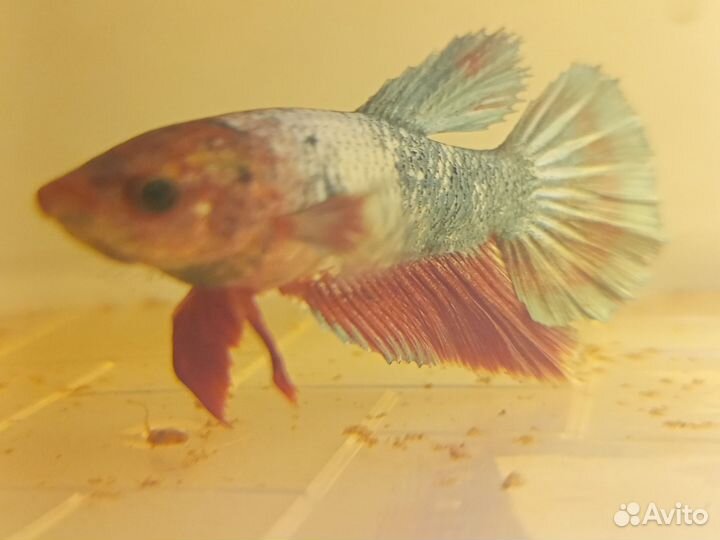 Рыбка петушок самки