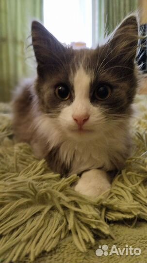 Котёнок Тео