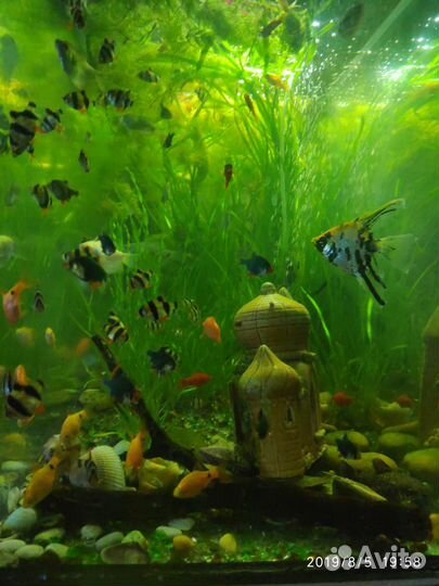 Рыбки, растения и улитки