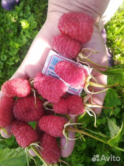 Саженцы малины