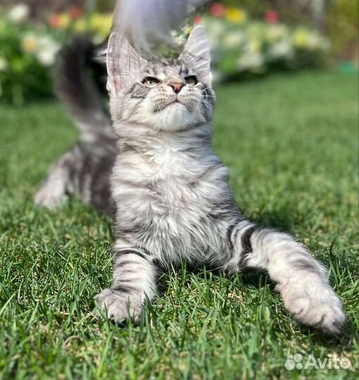 Котята мейн-кун