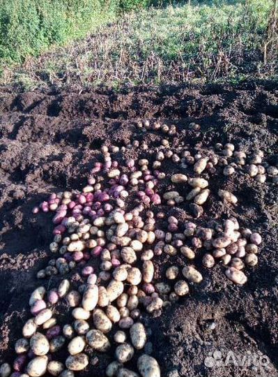 Семенной картофель